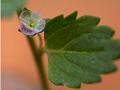 Grey Field-Speedwell